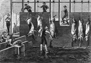 Butchery Prints: Chicago Butchery