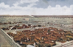 Images Dated 31st March 2011: Chicago Stock Yards