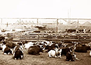 Yards Prints: Chicago Stock Yards (East End) - hand coloured