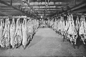 Hooks Prints: Chicago Stockyards 12