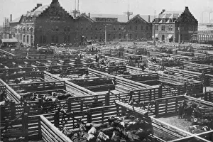 Chicago Stockyards 5
