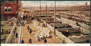 Chicago Stockyards