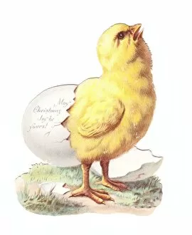 Eggshell Gallery: Chick hatching on a cutout Christmas card