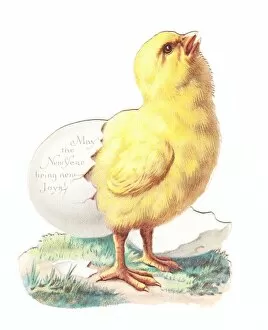 Eggshell Gallery: Chick hatching on a cutout New Year card