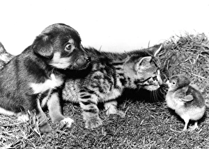Images Dated 23rd March 2016: Chick, Pup and Kitten