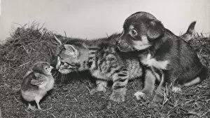 Chick, puppy and tabby kitten