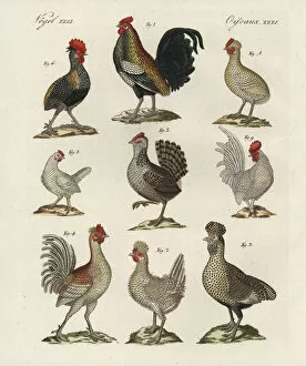 Cock Gallery: Chicken breeds, Gallus gallus domesticus