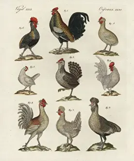 Cock Prints: Chicken breeds, Gallus gallus domesticus