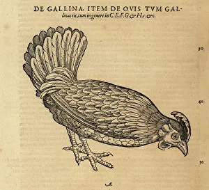 Chicken or hen, Gallus domestica