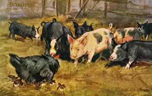 Chicken & pigs