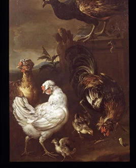 Fauna Collection: Chickens, Game Birds