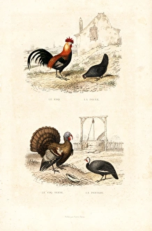 Annedouche Gallery: Chickens, wild turkey and guineafowl