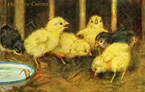 Chicks