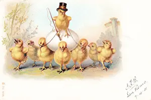 Eight chicks with an egg on an Easter postcard