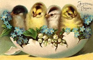 Easter Collection: Chicks and Flowers