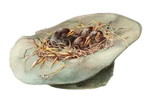 Nesting Prints: Chicks inside a hat-shaped greetings card