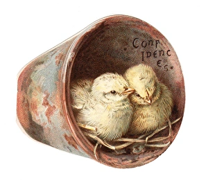 Two chicks in a plantpot on a cutout greetings card Two chicks in a plantpot on a cutout greetings card