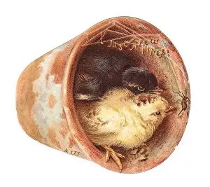Two chicks in a plantpot on a cutout greetings card