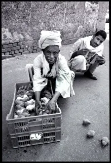 Images Dated 3rd September 2015: Chicks in street, Cairo, Egypt. Date: 1980s