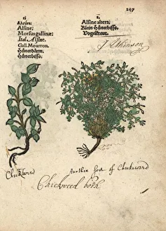 Altera Gallery: Chickweed varieties, Stellaria media
