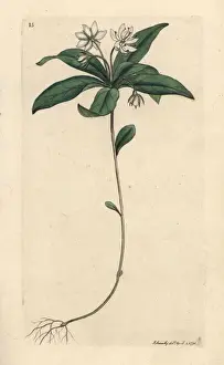 Europaea Prints: Chickweed winter-green, Lysimachia europaea