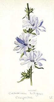 Lamiales Gallery: Chicorium intybus, chicory