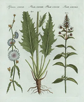 Mint Collection: Chicory and peppermint