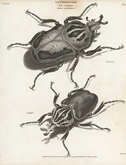 Hurst Prints: Chief goliath and goliath beetle