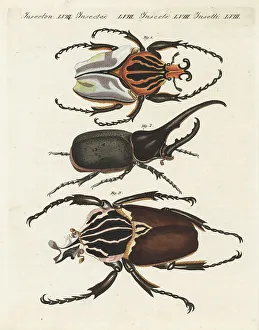 Chief goliath and Hercules beetles