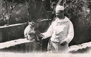 Chiffa, Blida, Algeria - Chef feeds an Old Barbary Macaque