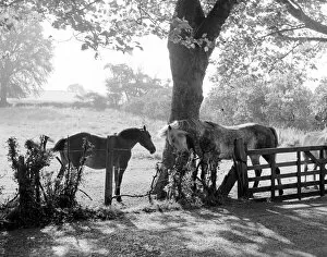 Images Dated 17th February 2016: Chigwell, Essex shady trees with horses