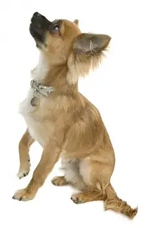 Chihuahua Prints: Chihuahua