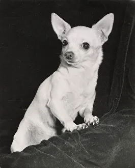 Chihuahua dog Date: 1950s