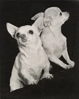 Chihuahua Prints: Two Chihuahua dogs Date: 1950s