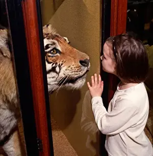 Child looking at a tiger exhibit