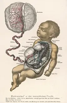Child Birth Prints: Child-Mother Links