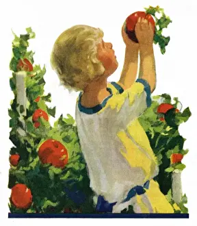 Child picking fruit