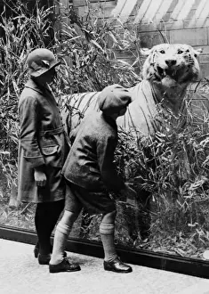 Big Cat Prints: Children examining tiger, c. 1927. The Natural History Muse