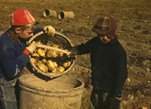 Vicinity Prints: Children gathering potatoes on a large farm, vicinity of Car