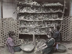 Worms Prints: Children working with silk worms, Japan