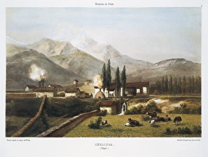 Live Stock Collection: Chile (1854). Chelinga, in Illapel department