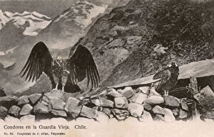 Andean Collection: Chile - Condors - The Old Guard