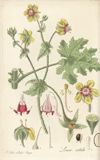 Seeds Prints: Chile nettle, Loasa nitida