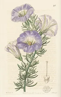Shrub Prints: Chilean bell flower, Nolana coelestis