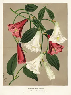 Flore Prints: Chilean bellflower or copihue, Lapageria rosea