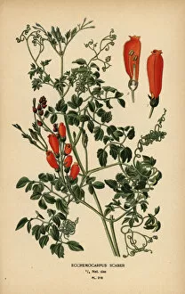 Fuchsia Collection: Chilean glory-flower, Eccremocarpus scaber