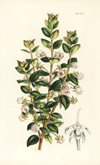 Guava Gallery: Chilean guava, Ugni molinae