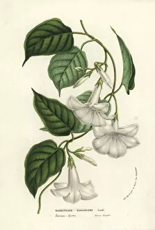 Jardins Collection: Chilean jasmine, Mandevilla laxa