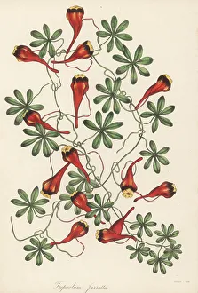 Magazine Of Botany Prints: Chilean nasturtium, Tropaeolum tricolor