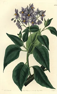 Chilean Gallery: Chilean potato tree, Solanum crispum